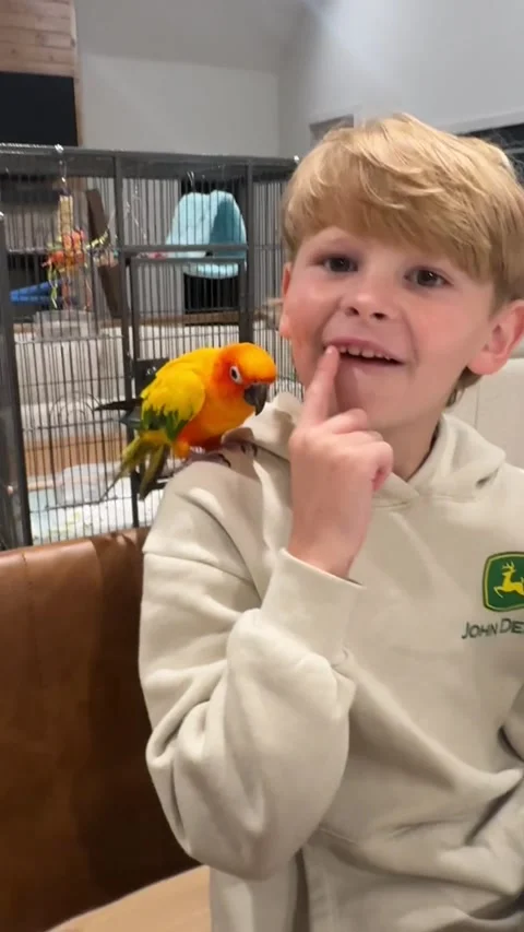 Rainbow Pterodactyl Pulling Out Son's Tooth, Chattanooga, Tennessee, USA - 17 Oc Stock Footage 321154761