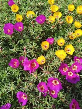 Rainbow Purslane Stockfoto's