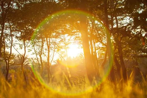 Rainbow rays from the sun shines through a forest. Stock Photos