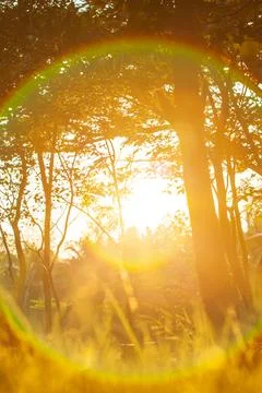 Rainbow rays from the sun shines through a forest. Stock Photos
