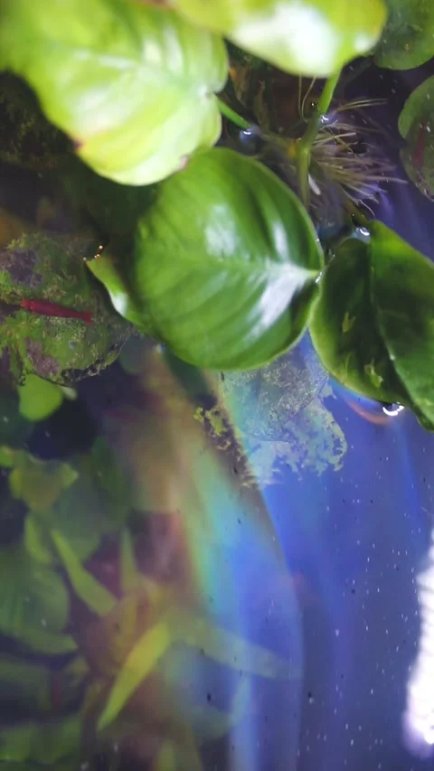 Rainbow Reflection On Top of Moving Water with Plants Stock-Footage 248692081