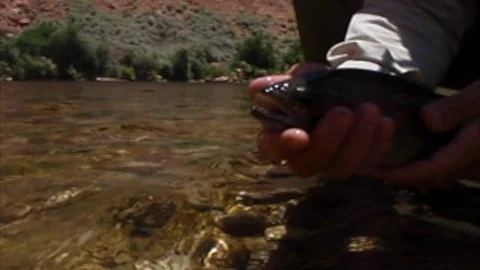 Rainbow release Video stock 120665167