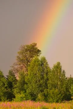 Rainbow rises over the forest Stock Photos