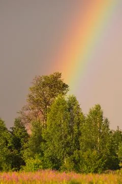 Rainbow rises over the forest Stock Photos