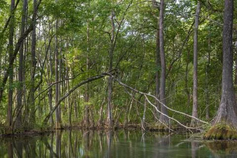 Rainbow River Cypress Trees Stock Photos