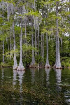 Rainbow River Cypress Trees Stock Photos