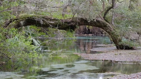 Rainbow River spring Stock Footage 122181172