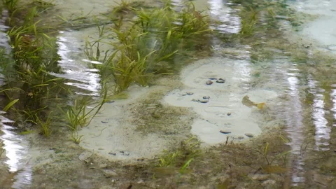 Rainbow River spring water Stock Footage 122181095