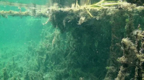 Rainbow River Underwater 1 Stock Footage 1118395