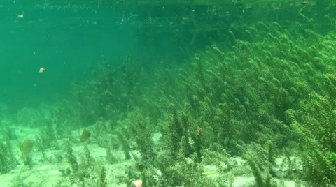 Rainbow River Underwater 10 Stock Footage 1120705