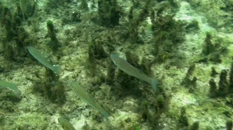 Rainbow River Underwater 2 Stock Footage 1120484