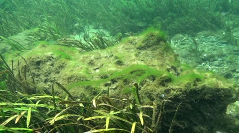 Rainbow River Underwater 3 Stock Footage 1120532
