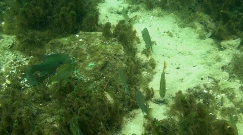 Rainbow River Underwater 4 Stock Footage 1120520