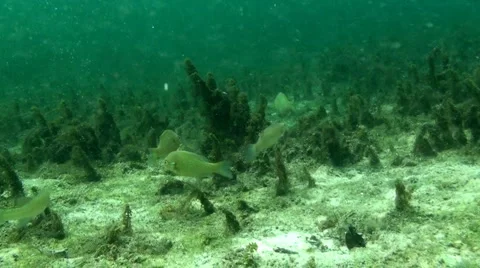 Rainbow River Underwater 5 Stock Footage 1120574