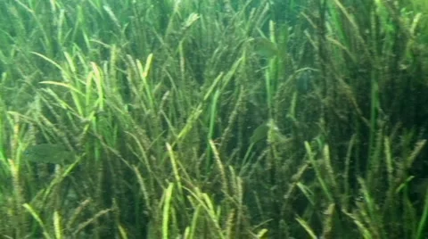 Rainbow River Underwater 6 Stock Footage 1120600