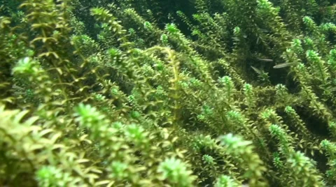 Rainbow River Underwater 7 Stock Footage 1120643