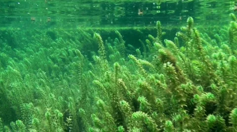 Rainbow River Underwater 8 Stock Footage 1120657