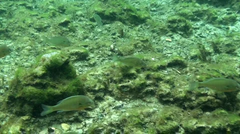 Rainbow River Underwater 9 Stock Footage 1120700