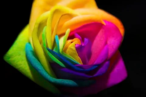 Rainbow rose on black background Stock Photos