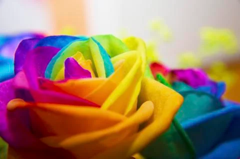 Rainbow rose on white background Stock Photos