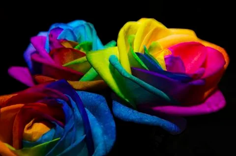 Rainbow roses on black background Stock Photos