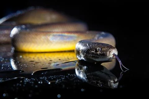 Rainbow Serpent Water Python - Liasis fuscus - isolated on black mirror 스톡 사진