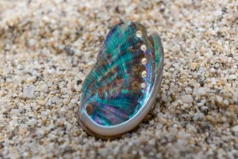 Rainbow Shell Stock Photos