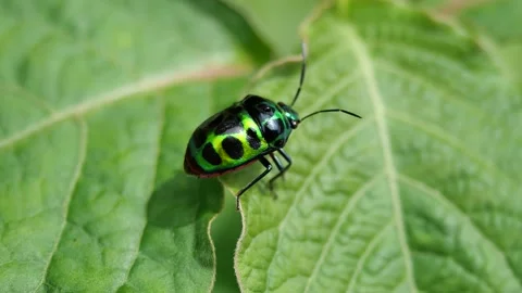 The Rainbow Shield Bug walhing and flying on leaf plant tree Stock Footage 141503734
