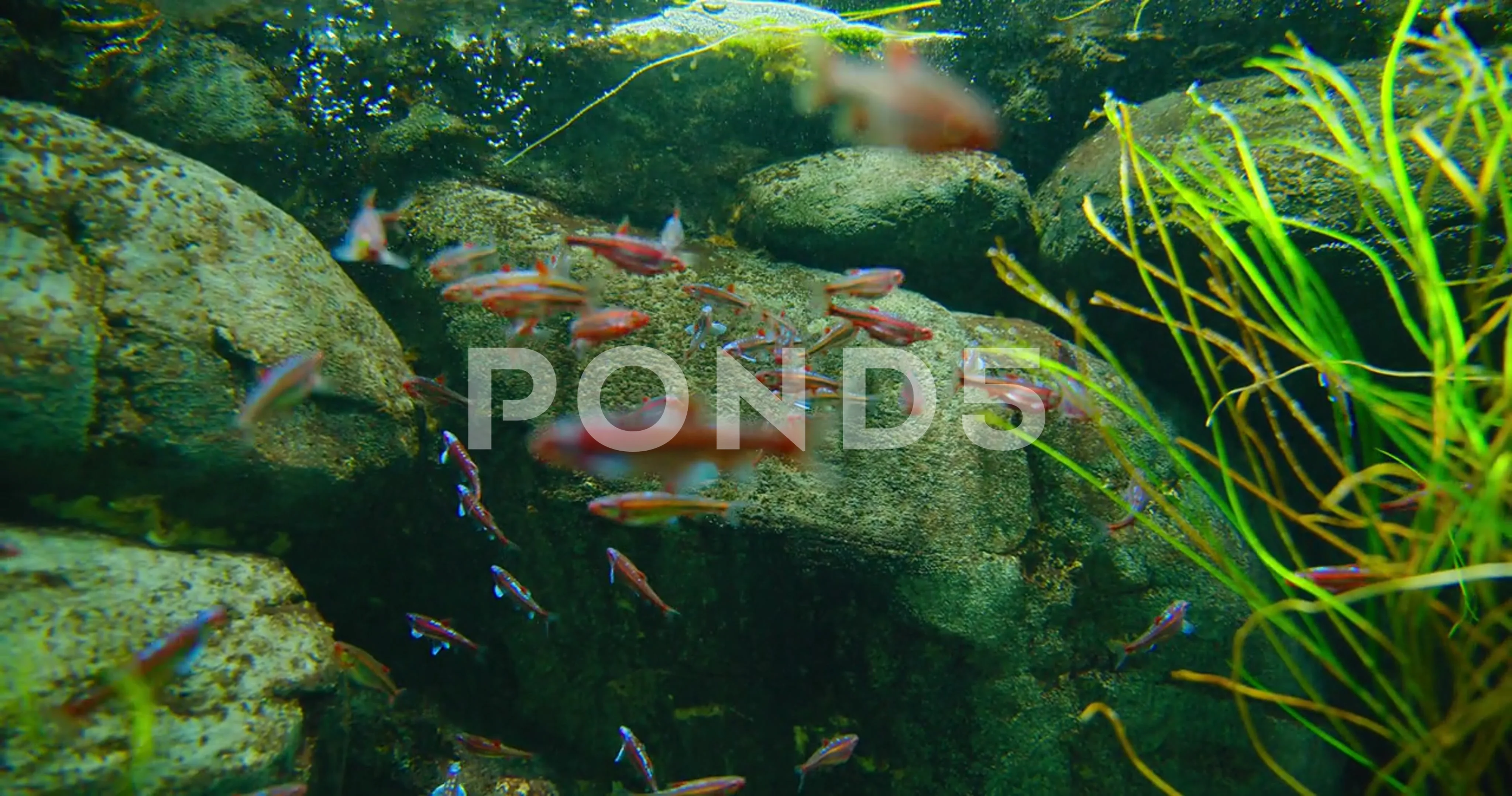 https://images.pond5.com/rainbow-shiner-family-leuciscidae-freshwater-footage-206776763_prevstill.jpeg