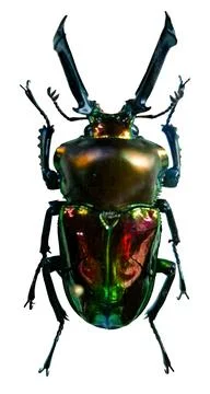 Rainbow shining stag beetle Phalacrognathus muelleri isolated on a plain ba.. Stock-Fotos