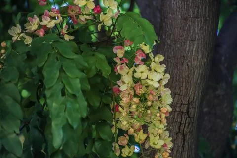 Rainbow Shower 库存照片