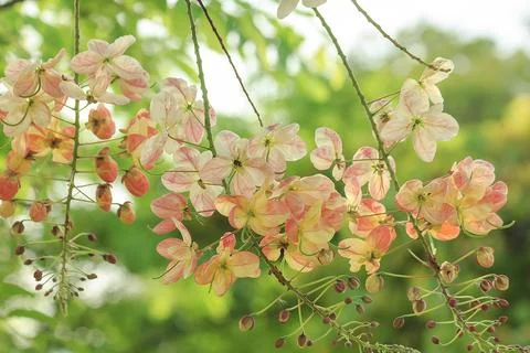 Rainbow shower tree medium shrub Stock Photos