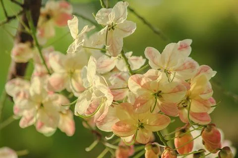 Rainbow shower tree medium shrub Stock Photos
