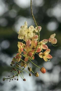 Rainbow shower tree medium shrub Stock Photos
