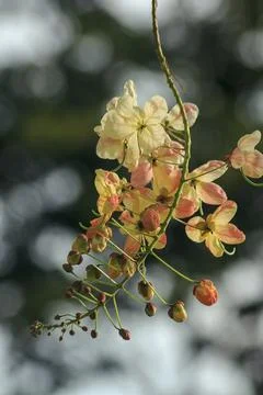 Rainbow shower tree medium shrub Stock Photos