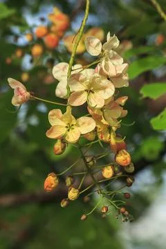 Rainbow shower tree medium shrub Stock Photos