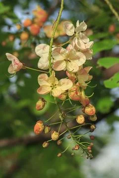 Rainbow shower tree medium shrub Stock Photos
