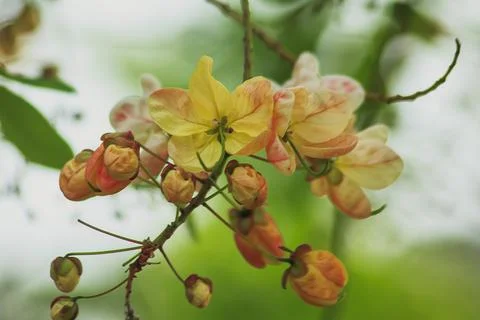 Rainbow shower tree medium shrub Stock Photos