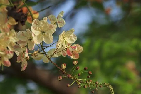 Rainbow shower tree medium shrub Foto stock