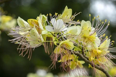 Rainbow shower tree in nature Stock Photos