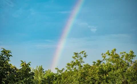 Rainbow in the sky among the trees Stock Photos