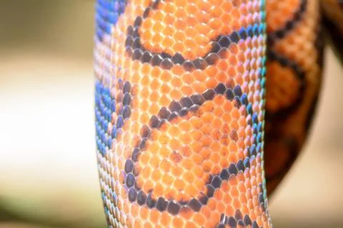Rainbow snake fur texture 写真素材