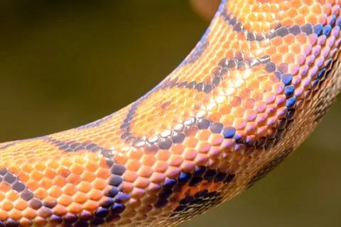Rainbow snake fur texture 스톡 사진