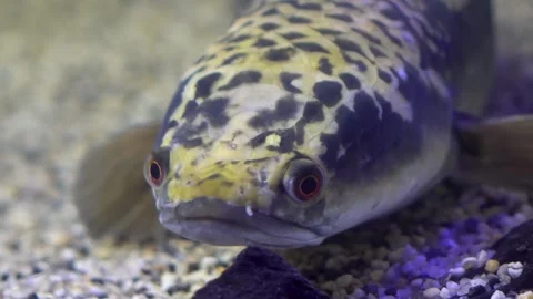 Rainbow snakehead sits in the sand at the bottom of a pond. Fish with a sad face Video stock 241010828