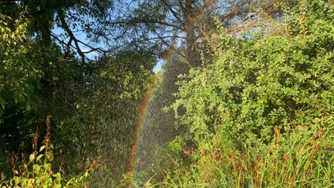 Rainbow from sprinkling machine against the greenery in a summer park. Stock Footage 138119350