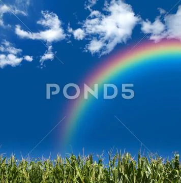Rainbow summer field Stock Illustration