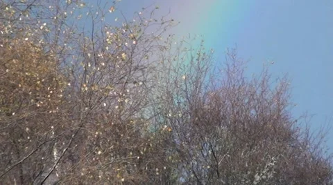 Rainbow through the trees Stock Footage 44334737