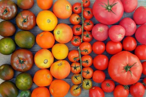 Rainbow from tomato. 스톡 사진