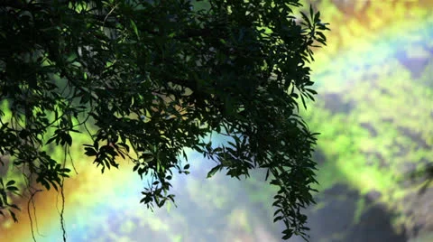Rainbow Tree 01 HD Video stock 24603107