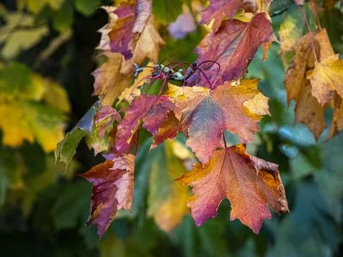 The rainbow tree 库存照片